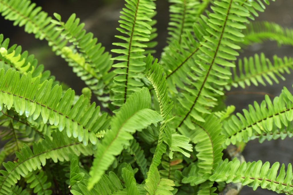 Nephrolepis fern