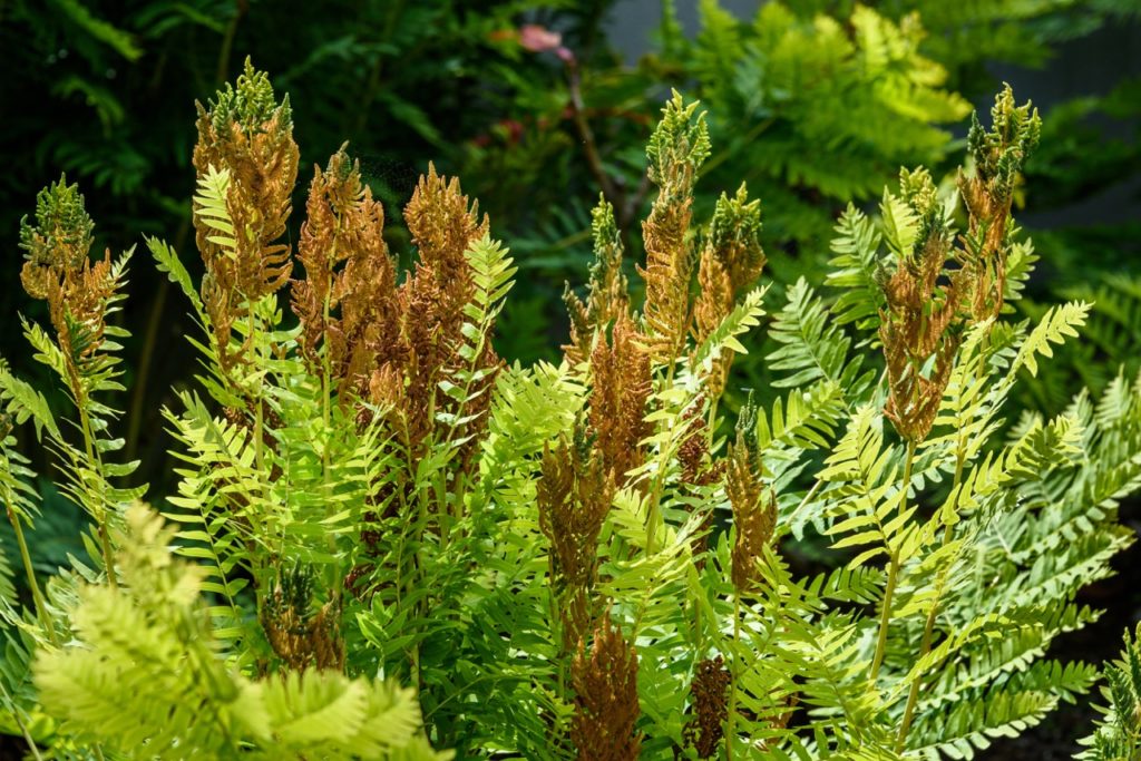 osmunda fern with leaves that have started to turn brown