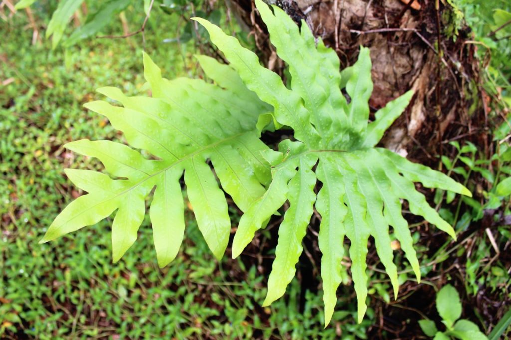 Polypodies fern growing from the ground