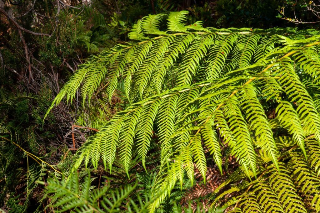 a shield fern with light green foliage