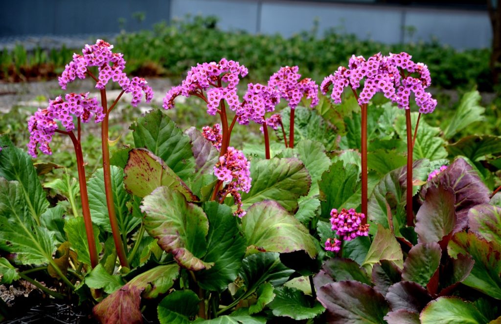 Bergenia rotblum with upright stems bearing pink-flowers and large, green and purple leaves