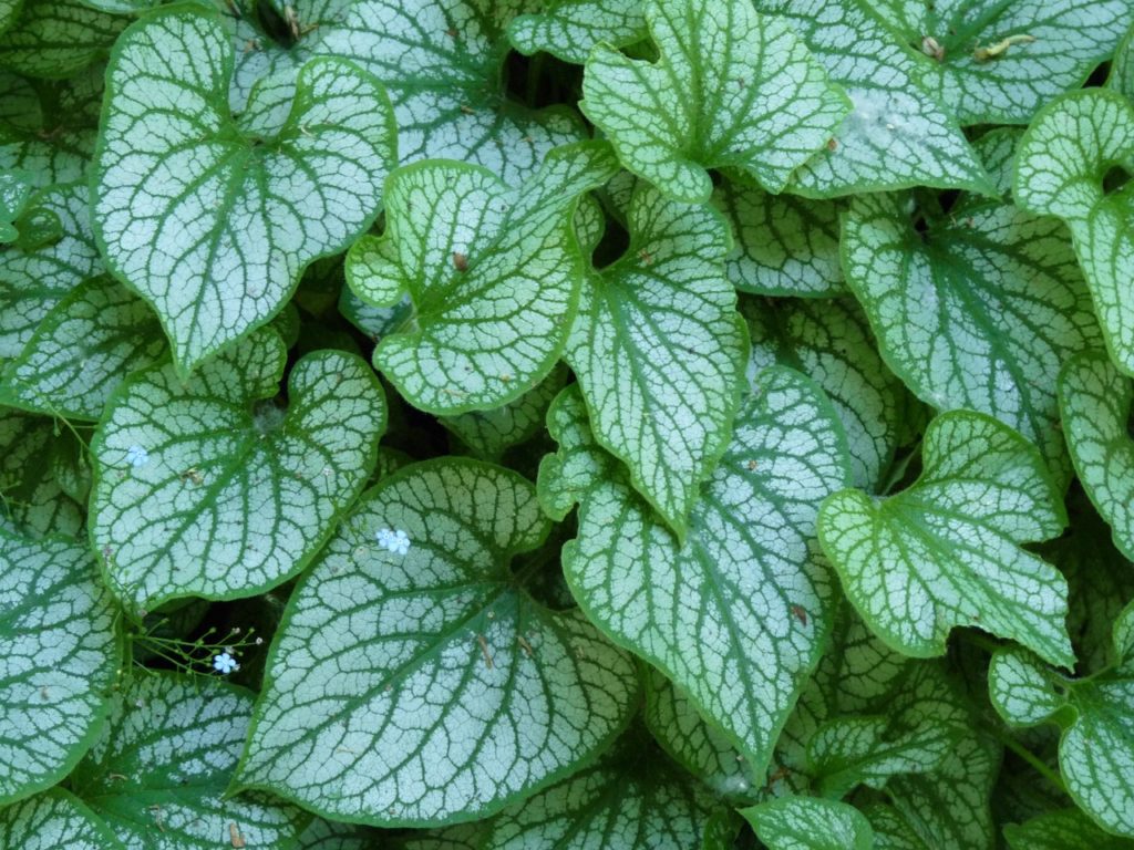 variegation and veining on leaves of a brunnera plant