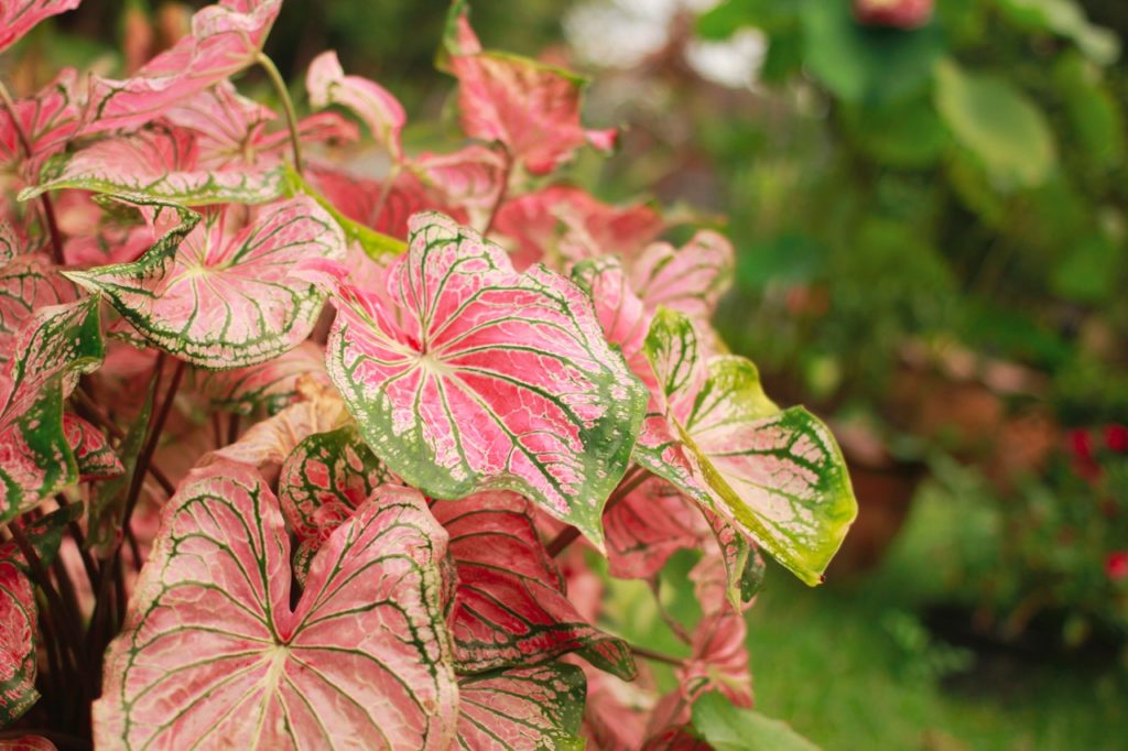 Caladium leaves with pink and green variegation