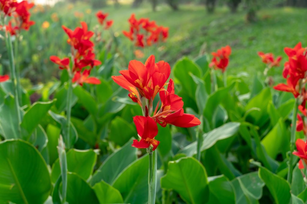 red canna lilies on upright stems with large ovate leaves at their base