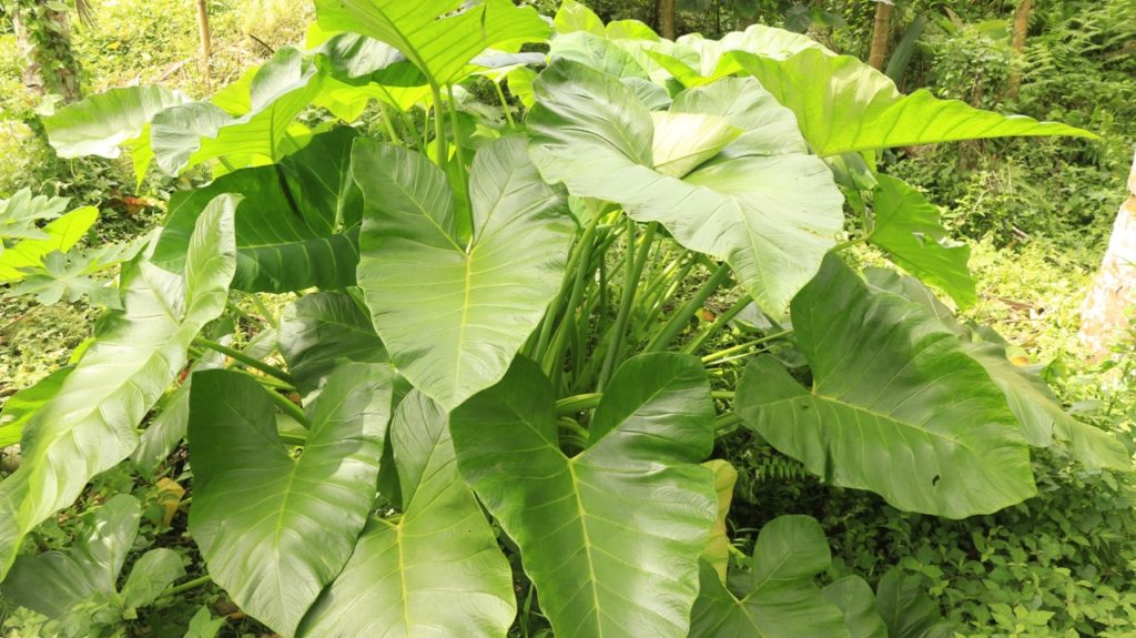 the large, heart-shaped leaves from a taro plant