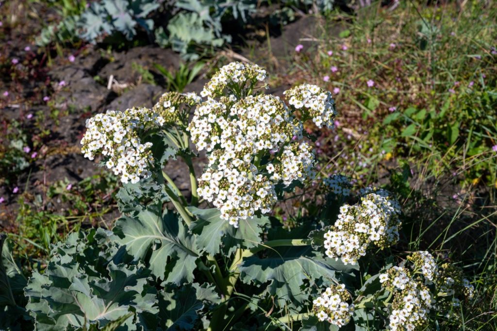 Crambe cordifolia with clusters of tiny white flowers