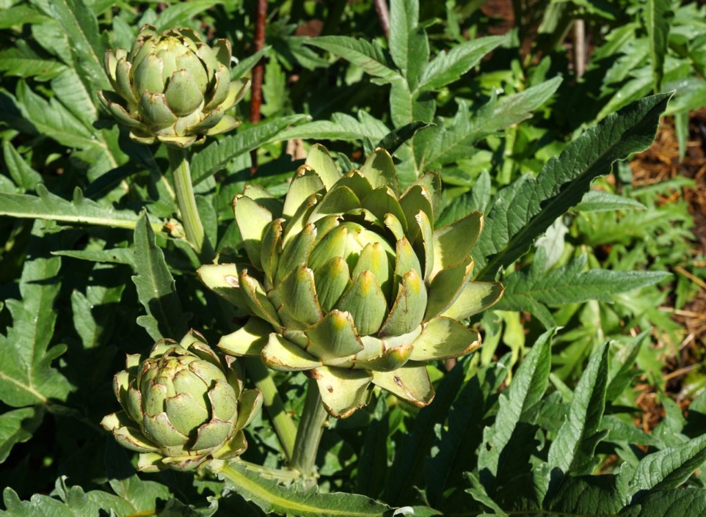Cynara plant with green flower heads