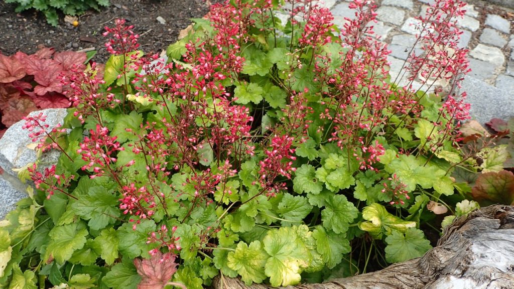 coral bells with large lobed leaves and clumps of pink flowers growing in a garden bed