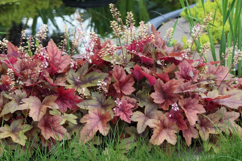 palmate red leaves and white flowers from a Heucherella plant