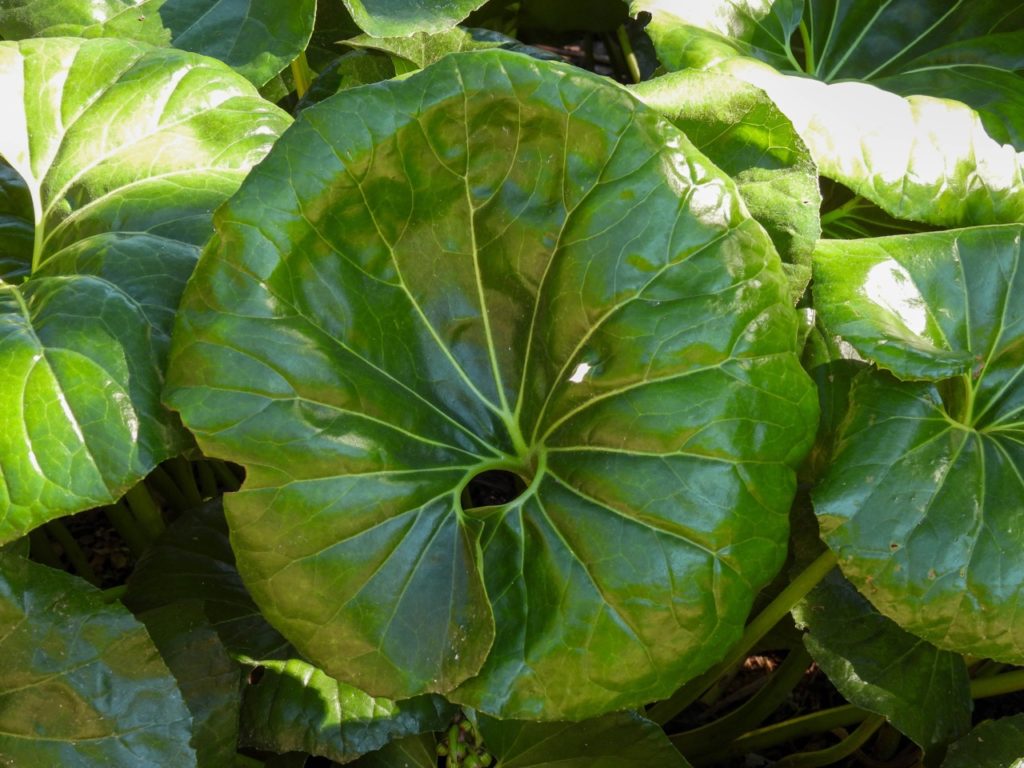 Farfugium japonicum with large, glossy leaves