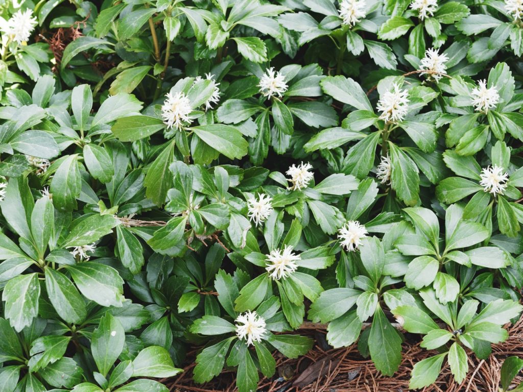Pachysandra plant with dark green leaves and white frilly flowers at the centre