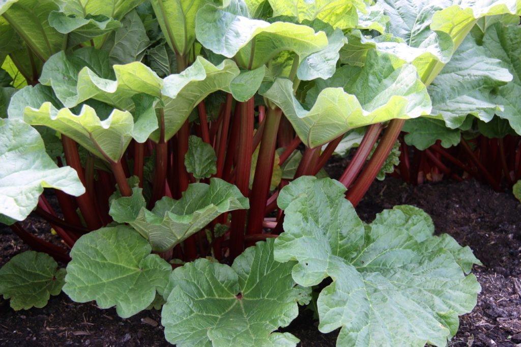 thick red stems from a Rheum rhabarbarum plant with large, frilly green leaves