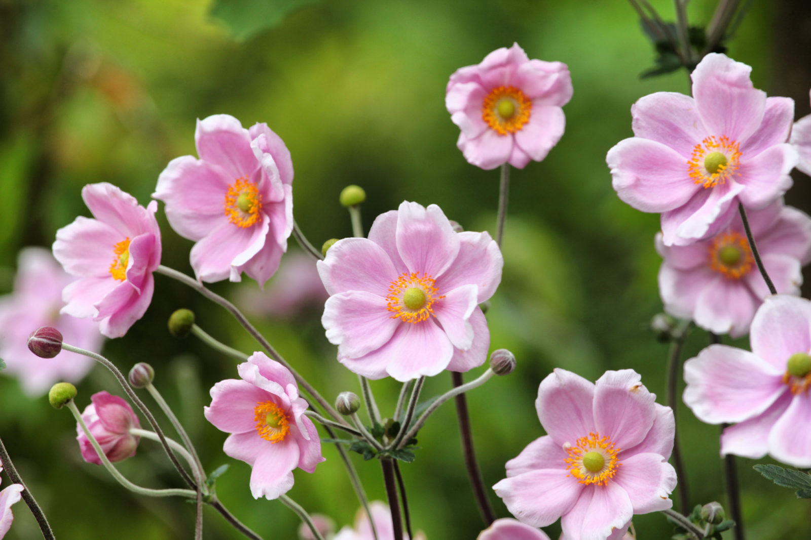 pink flowering anemone with orange centres growing outside with a green background