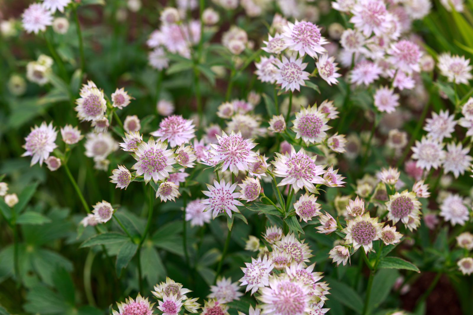 pink and white flowering astrantia plants growing in a cluster outside