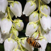 white bell-shaped flowers growing from yellow stems outside with a bee resting on some of the petals