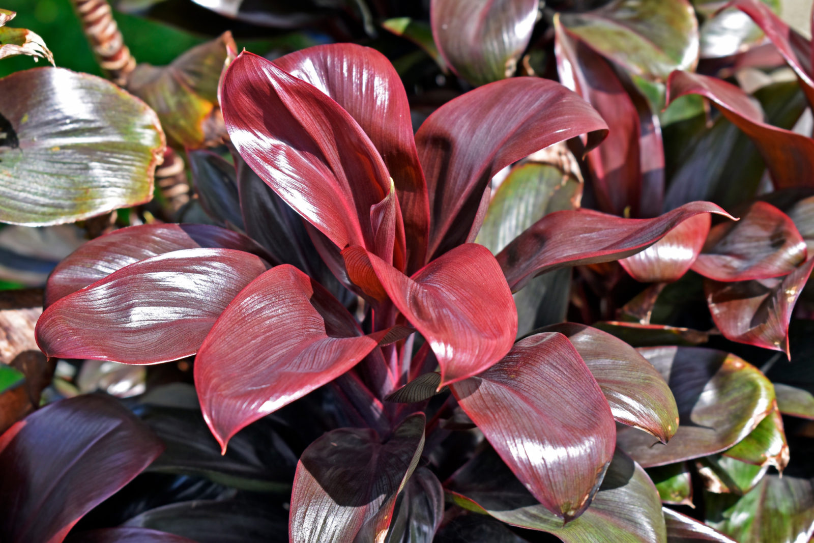 red and green waxy leaves from a cordyline shrub growing outside