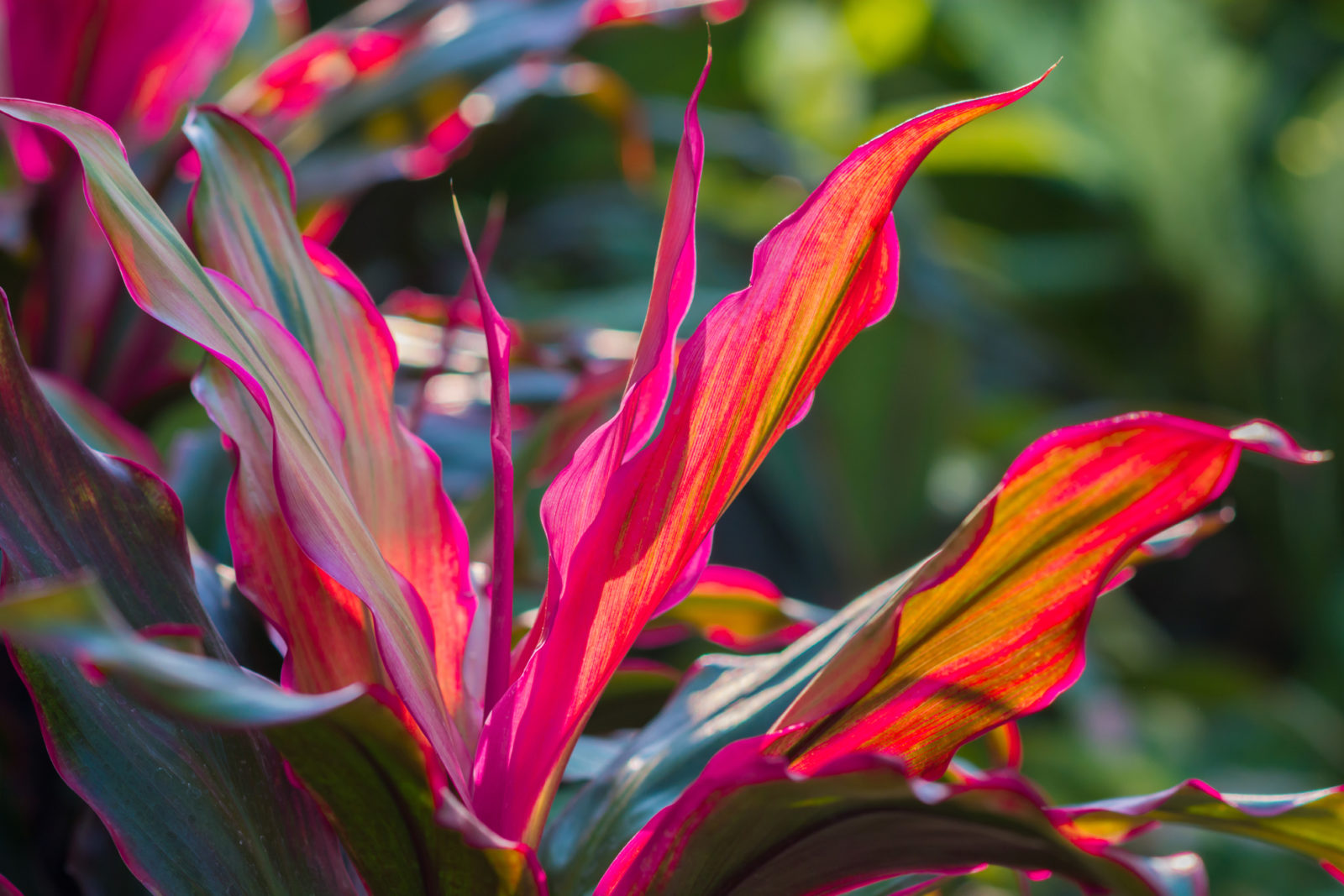 red and purple leaved cordyline shrub growing outside in front of a leafy green background