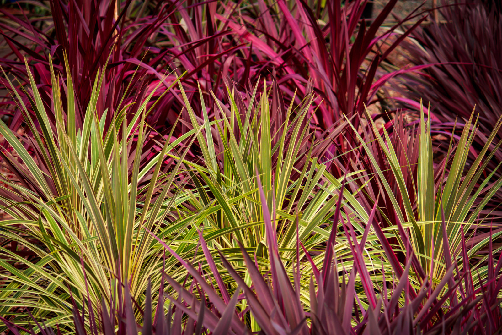 red, purple and green cordyline shrubs growing in rows outside