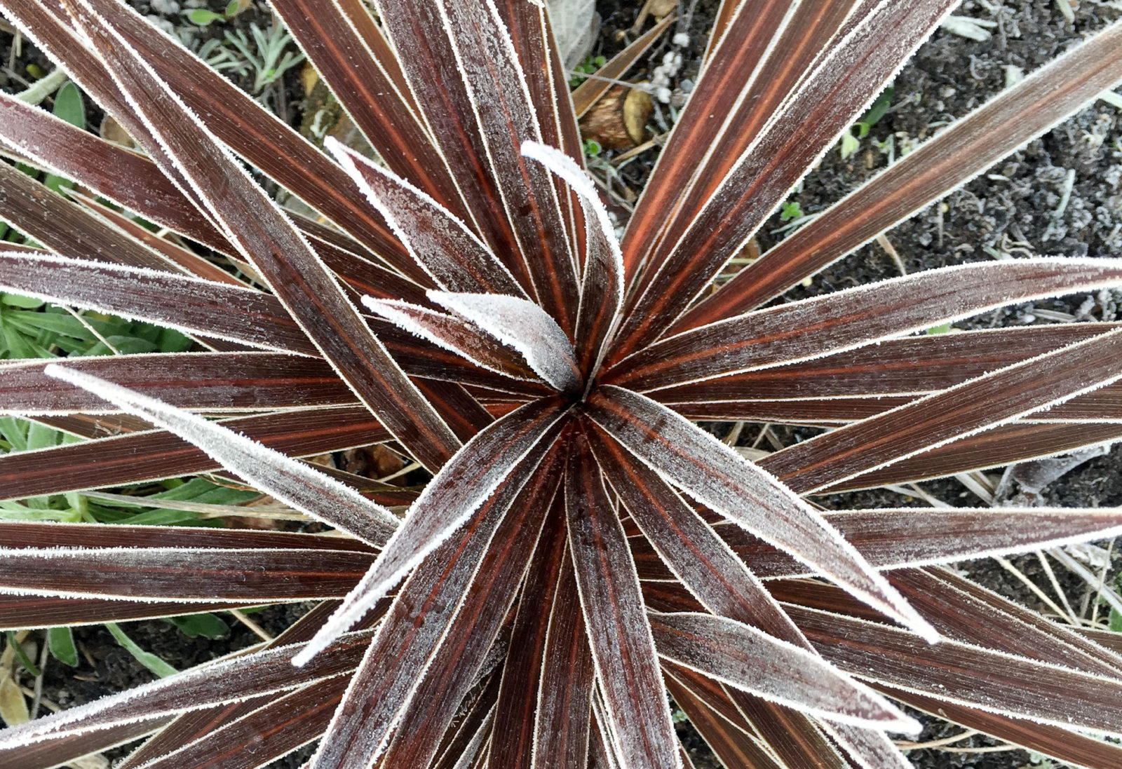 purple-leaved cordyline shrub with thin leaves covered in a layer of frost growing outside