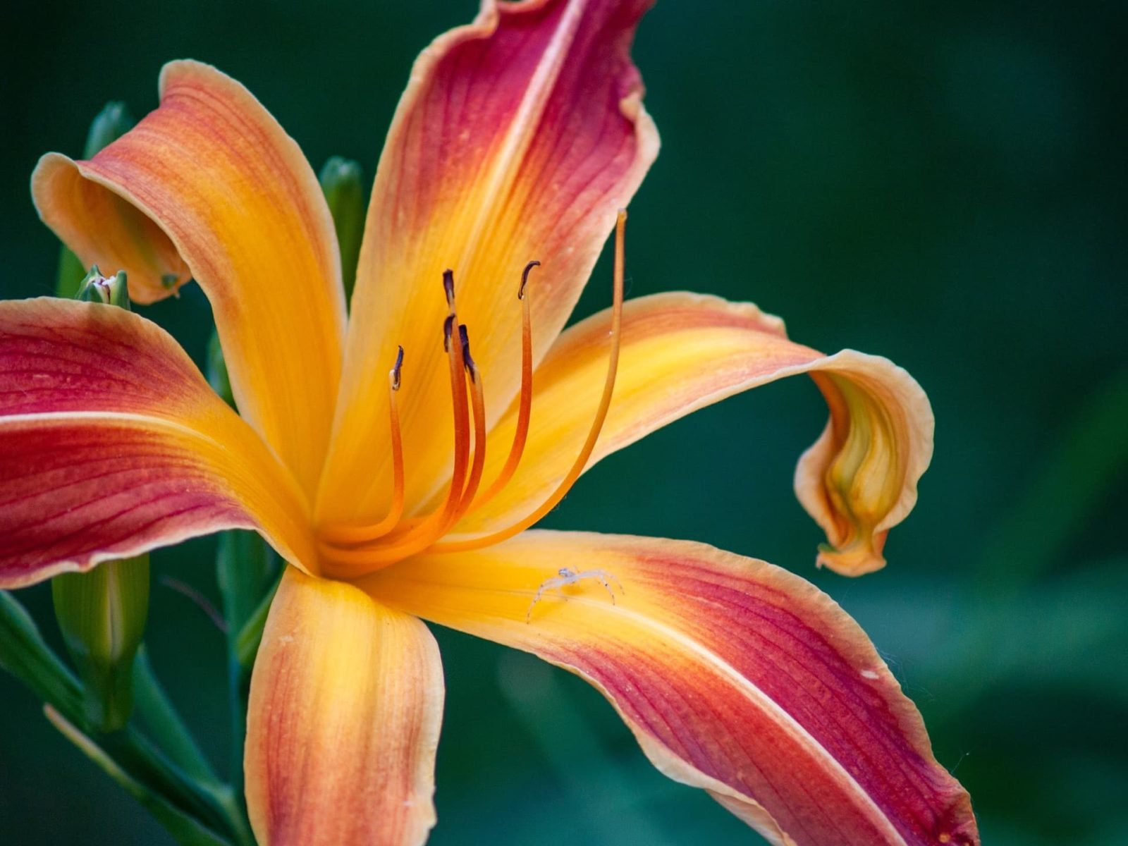 close up of a beautiful red and orange daylily flower with a small spider sat on the petal