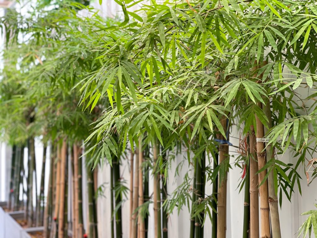 potted bamboo plants with brown and green canes and pinnate leaves growing against a white wall