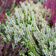 green, purple and white flowering heather shrubs growing outside