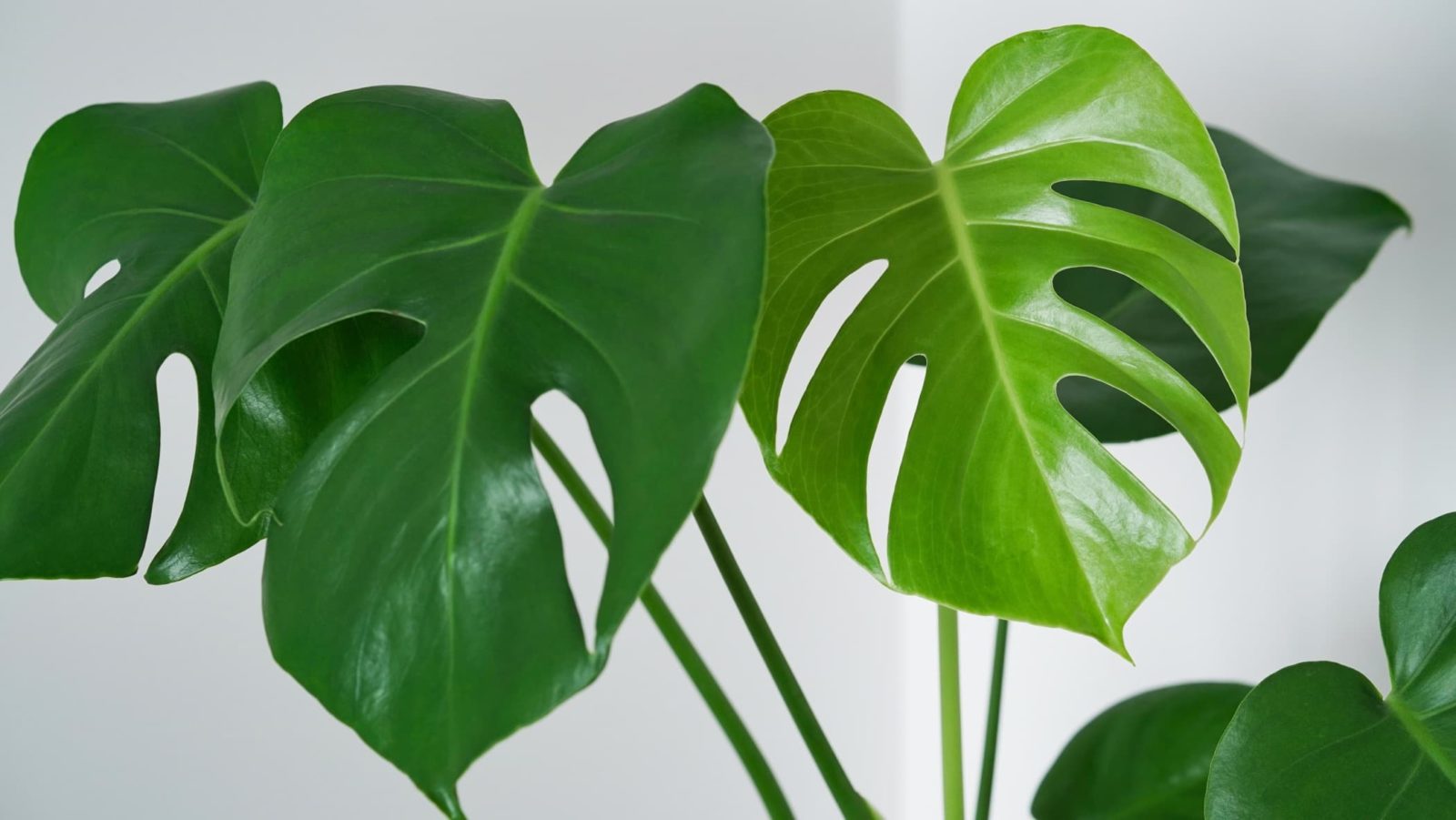monstera leaves in different shades of green