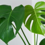 monstera leaves in different shades of green