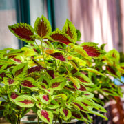 a houseplant with green and red variegated leaves growing in a pot indoors