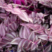 purple and white leaves from a houseplant