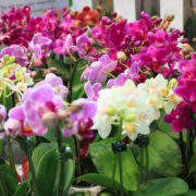 yellow, red, pink and purple flowering orchids growing in containers indoors