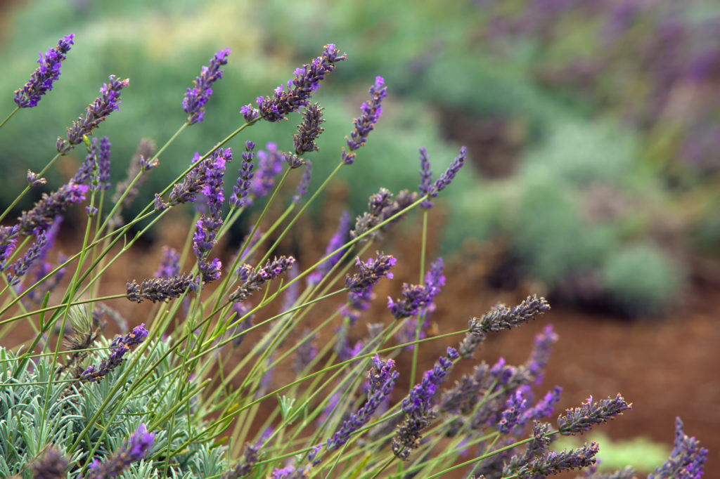 How (And When) To Prune Lavender Horticulture.co.uk