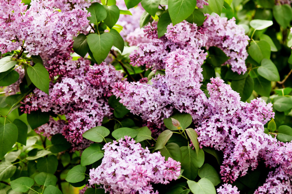 How To Deadhead Lilac (Syringa) Horticulture Magazine