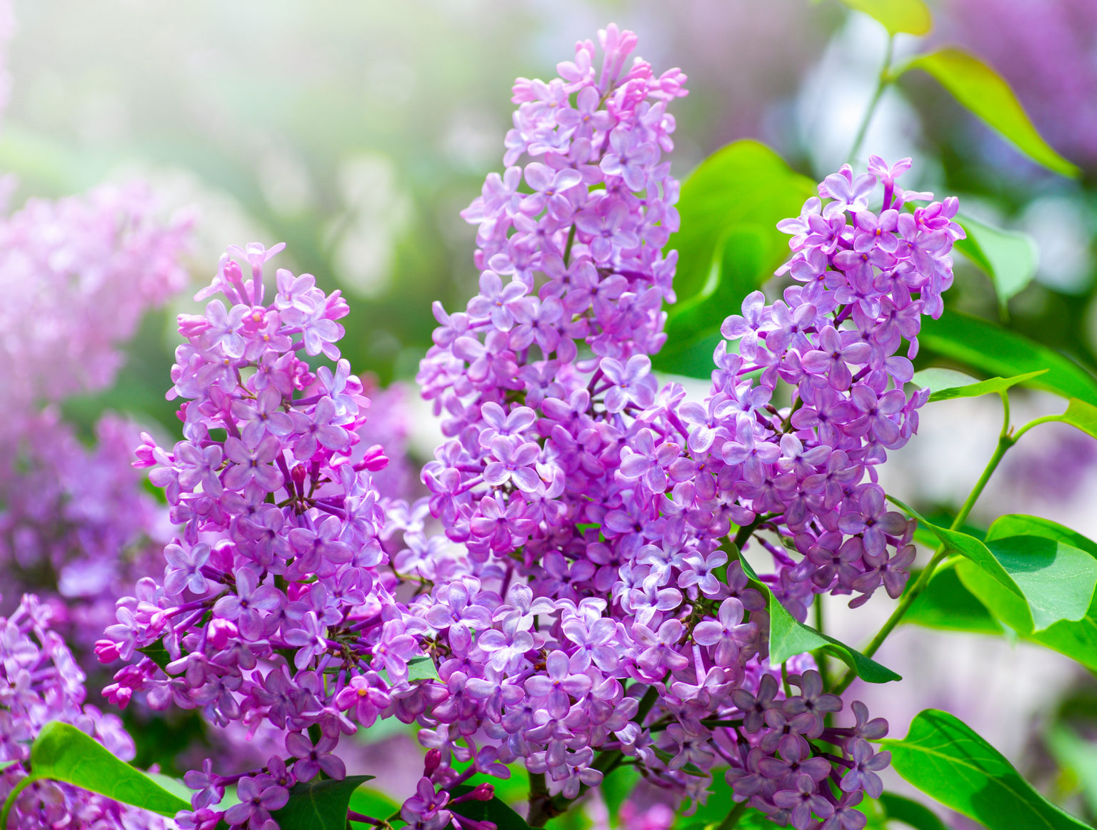 How, When & Where To Plant Lilac Horticulture.co.uk
