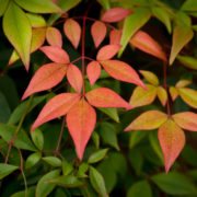 red and green leaves from a nandina domestica shrub growing outdoors