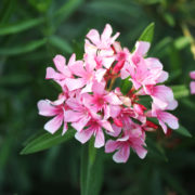 pink flowering oleander plant with dark green foliage growing outdoors