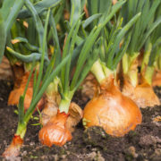 brown onions with green stems growing in soil in the ground outside next to each other