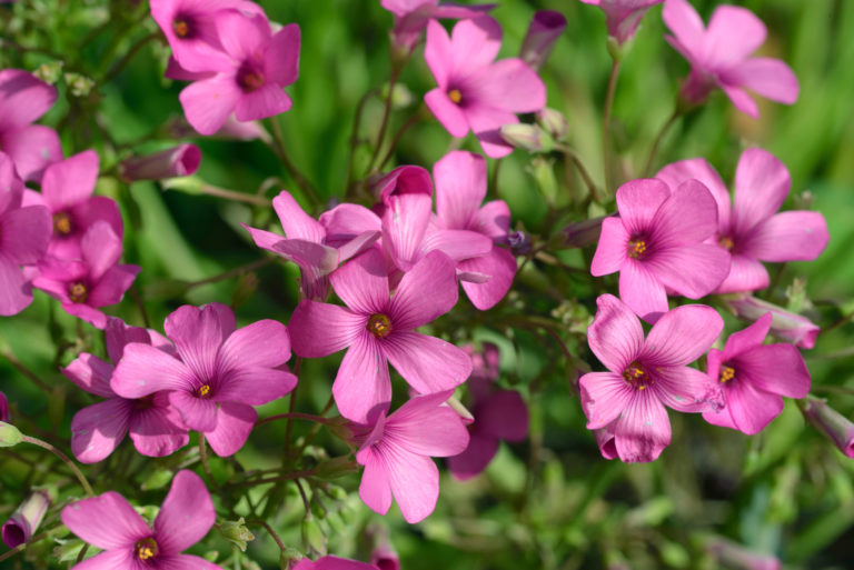 How To Plant Oxalis Bulbs In 5 Steps Horticulture.co.uk