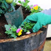 gloved gardener using a trowel to plant pansies in a barrel planter