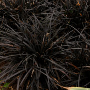 a shrub with long thin black leaves growing outside