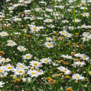 white daisy-like floewrs with yellow centres growing in a grassy field outside