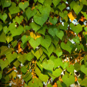 climbing shrub with green, heart-shaped leaves growing against a white wall