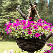 pink flowering shrub growing in a black hanging basket that has been placed in fornt of a grassy lawn with trees in the background