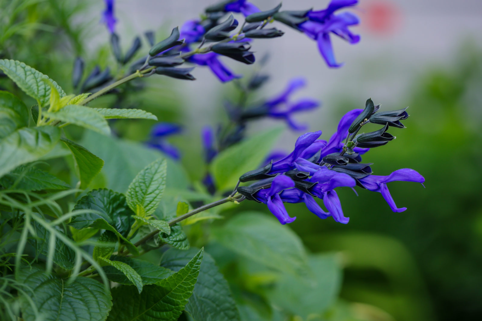 purple flowering salvia shrub with green leaves growing outside