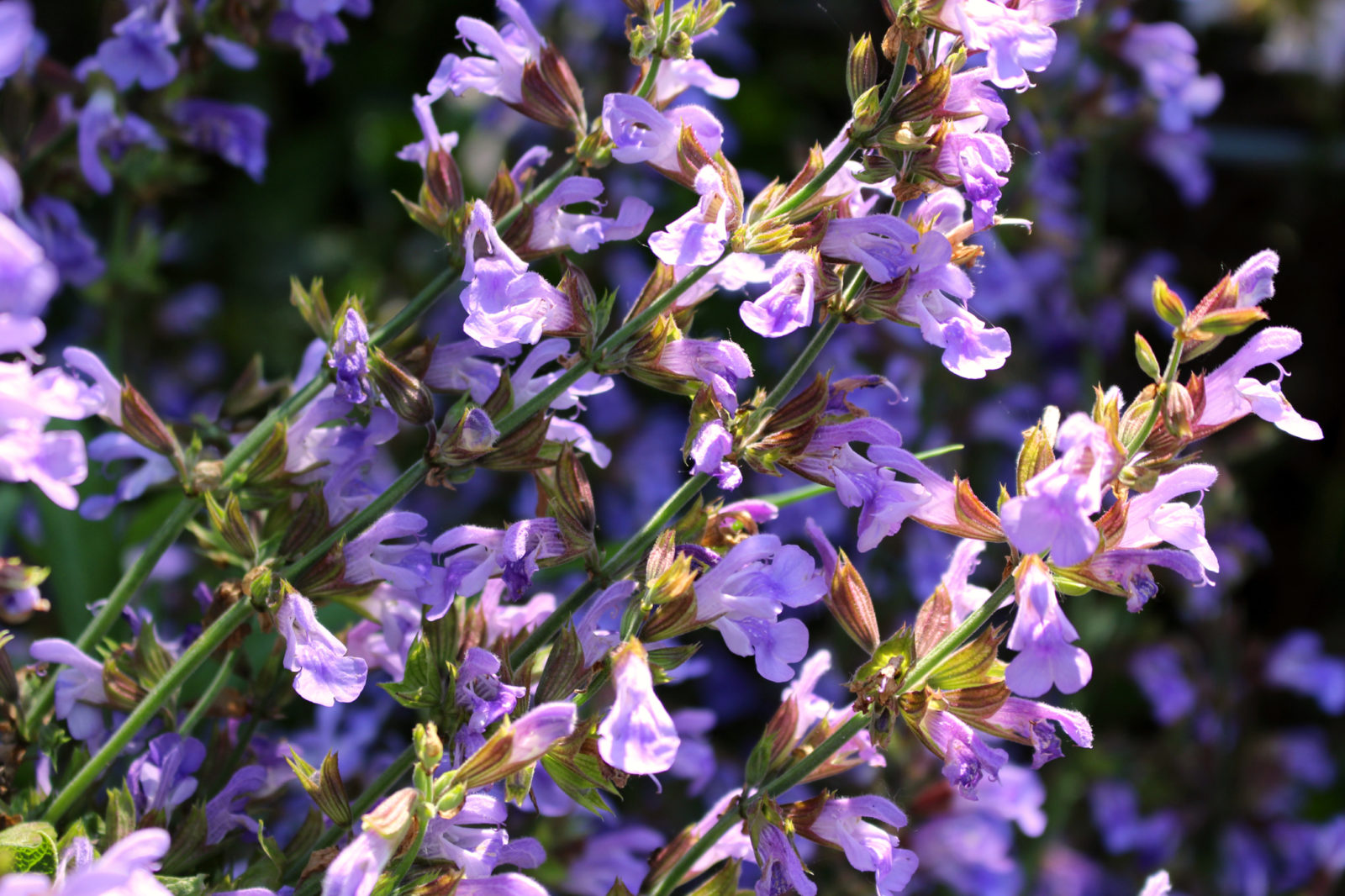 purple flowering salvia plants with tall stems growing outside