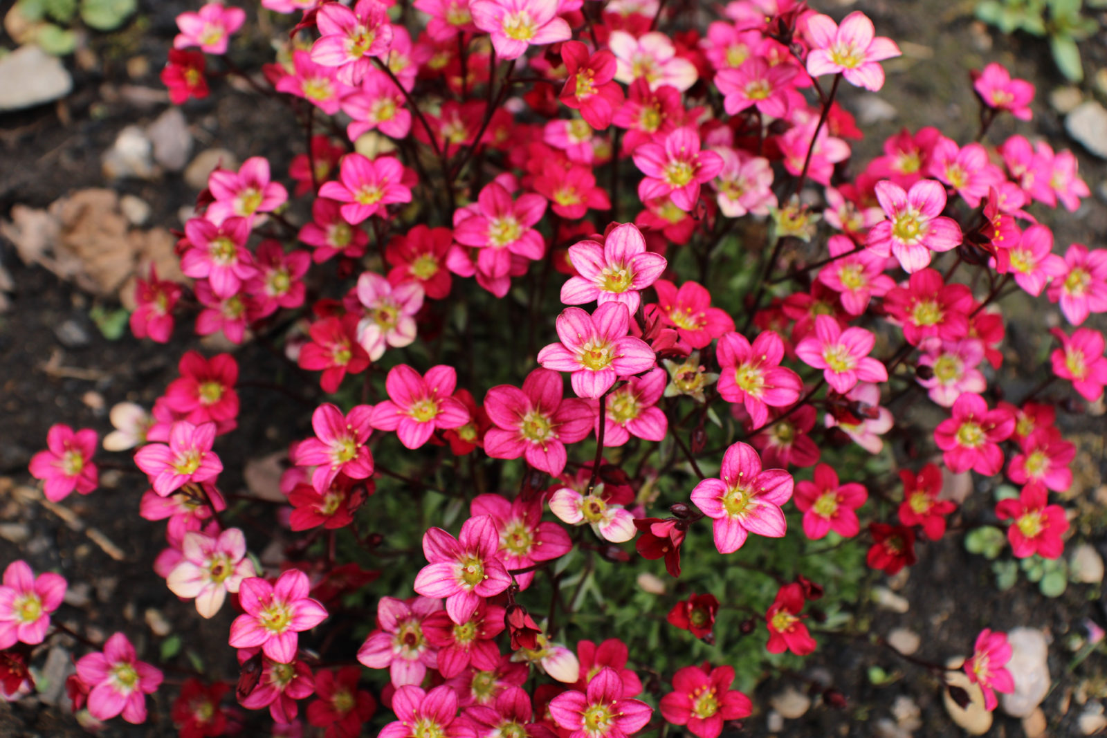 pink and red flowering saxifraga shrub growing outside in a garden bed