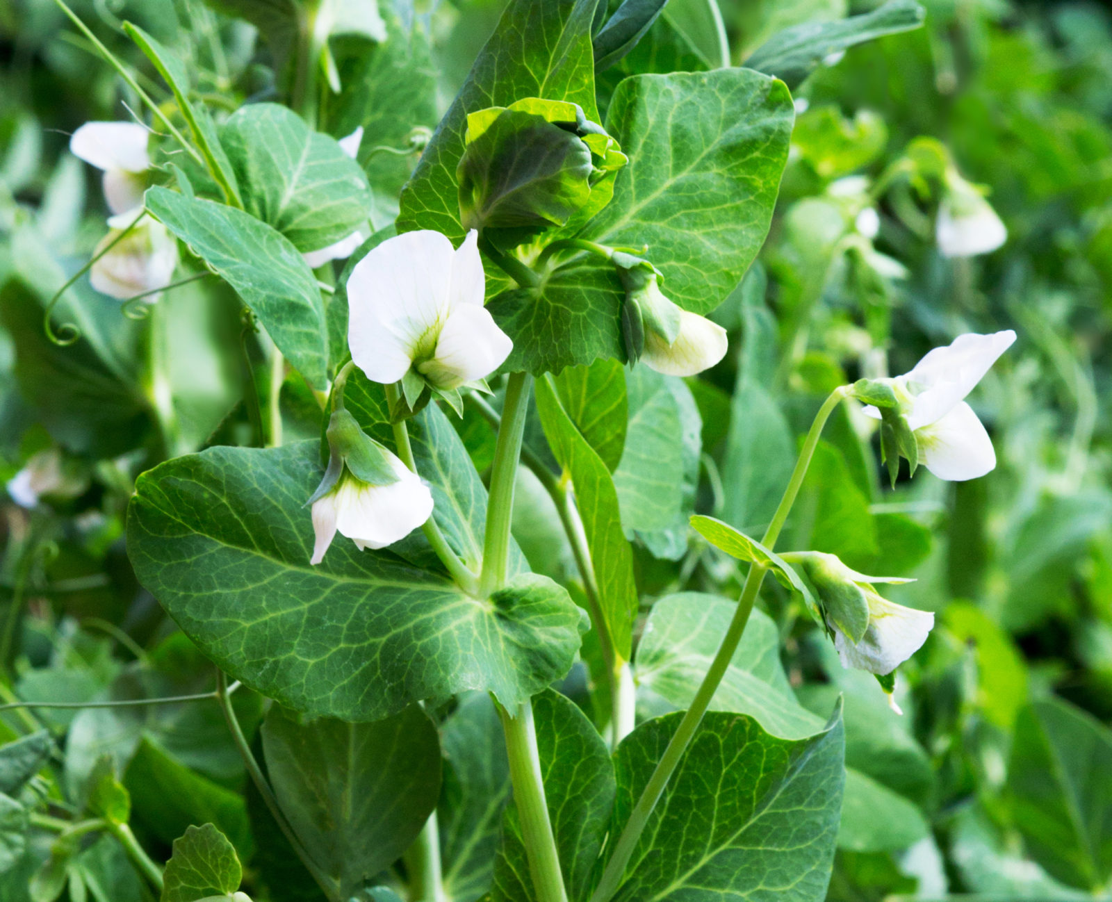 white flowering sweet pea plant growing outside
