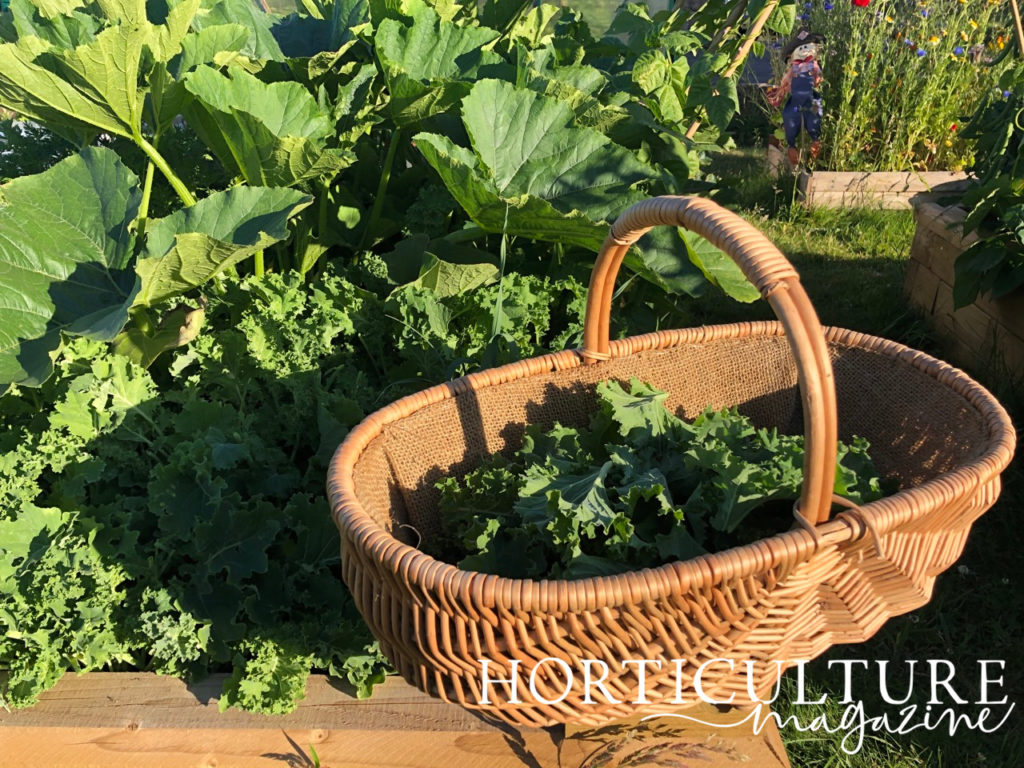 a basket full of harvested kale leaves resting on the edge of a raised garden bed that has lots of leafy greens growing in it