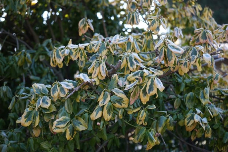 How (And When) To Prune Euonymus Horticulture.co.uk