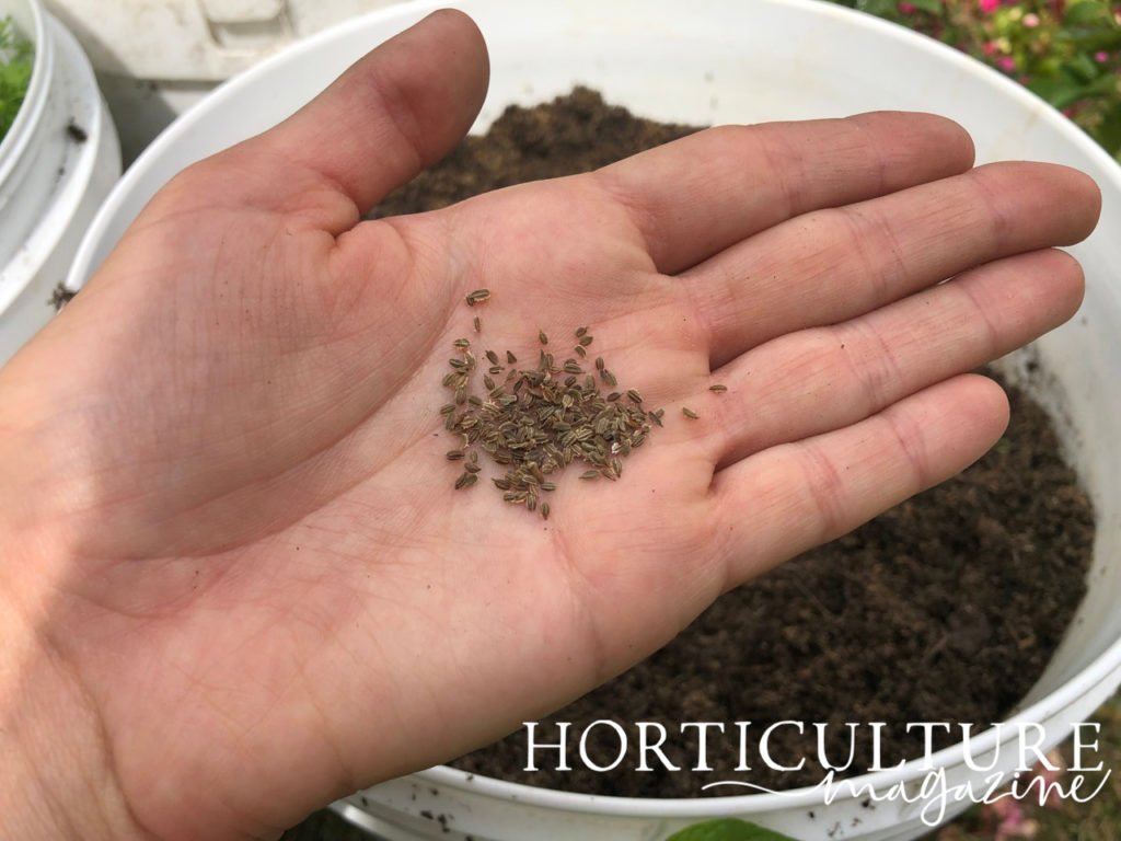 tiny brown carrot seeds being held in front of a pot full of soil where they will be planted
